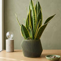Vero Planter