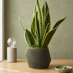 Vero Planter