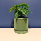 Vector Planter