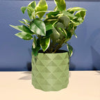 Nexus Planter