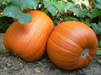 Pumpkin - Jack 'O Lantern