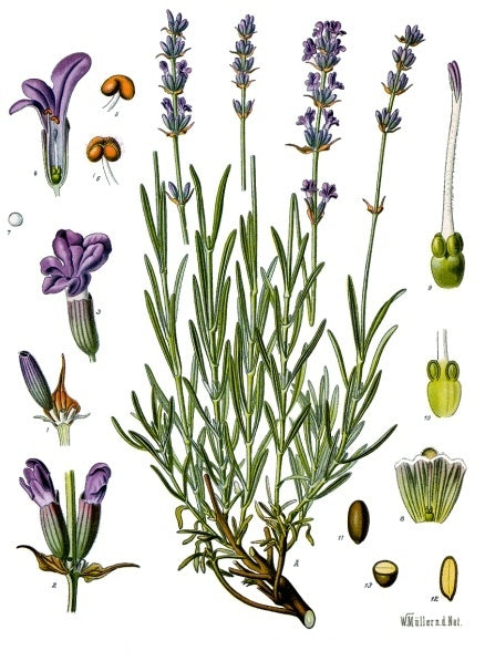 Lavender - English